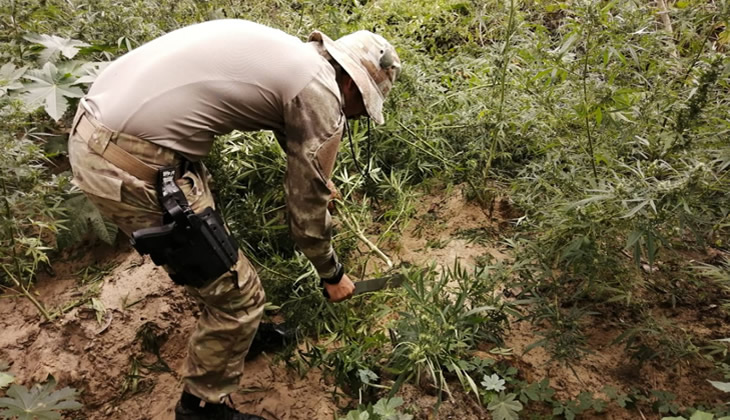 Plantio de maconha no Sertão de Pernambuco