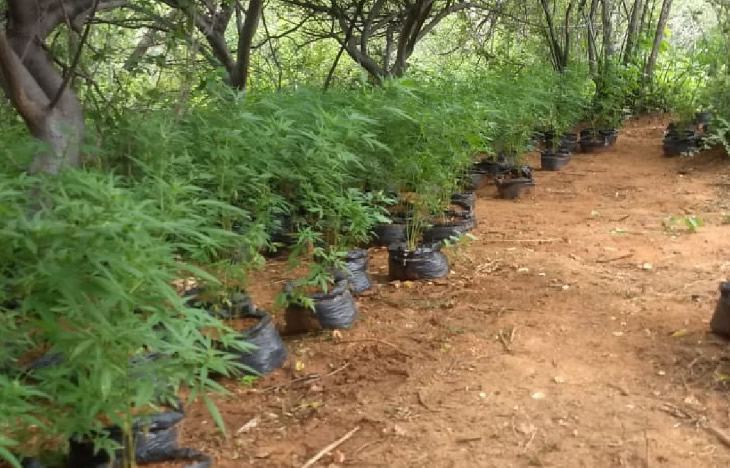 Pés de maconha no Sertao de Pernambuco