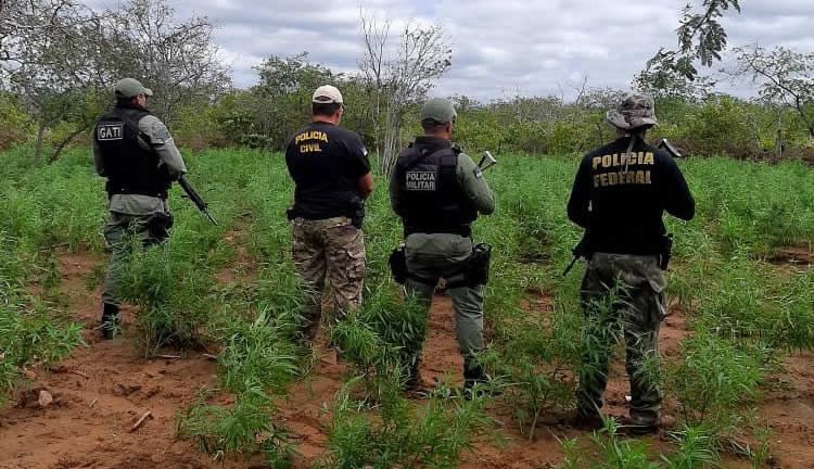 Roça de Maconha em Orocó-PE