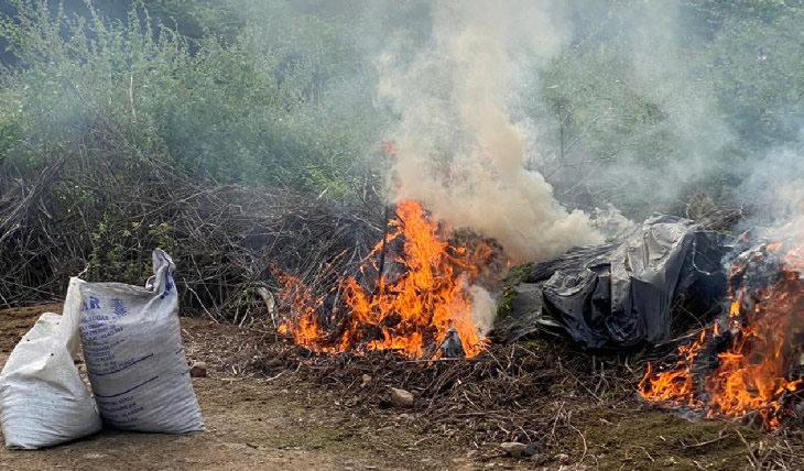 Maconha incinerada em Orocó-PE